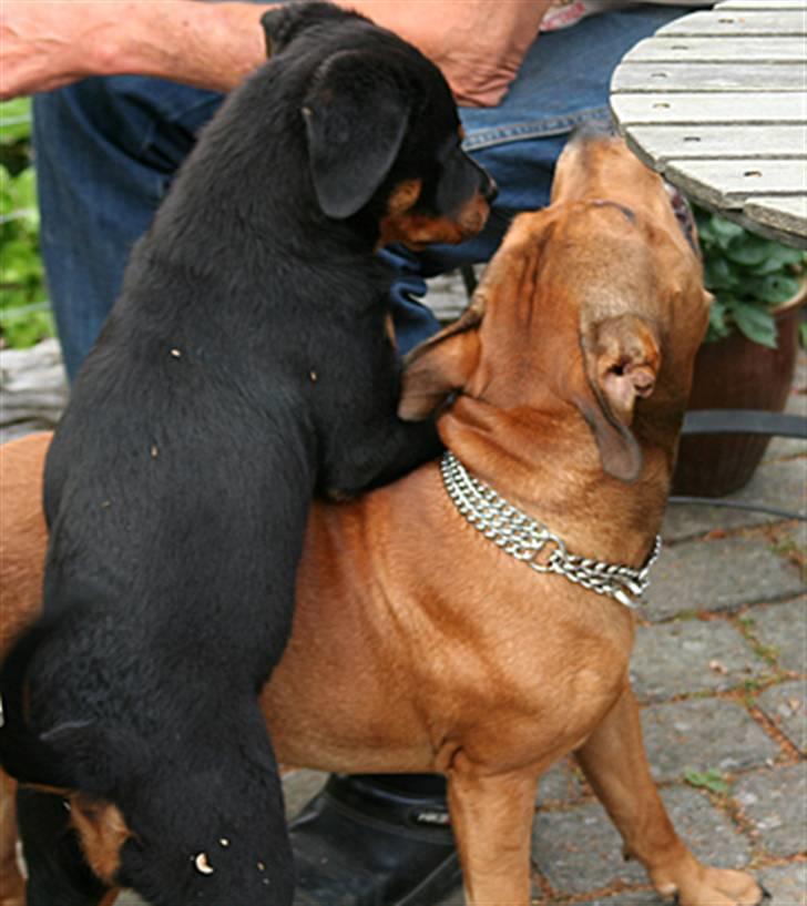 Rottweiler Kakestto's Freya - Se, jeg tør godt stå på hans ryg..... billede 13