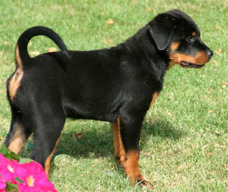 Rottweiler Kakestto's Freya billede 14