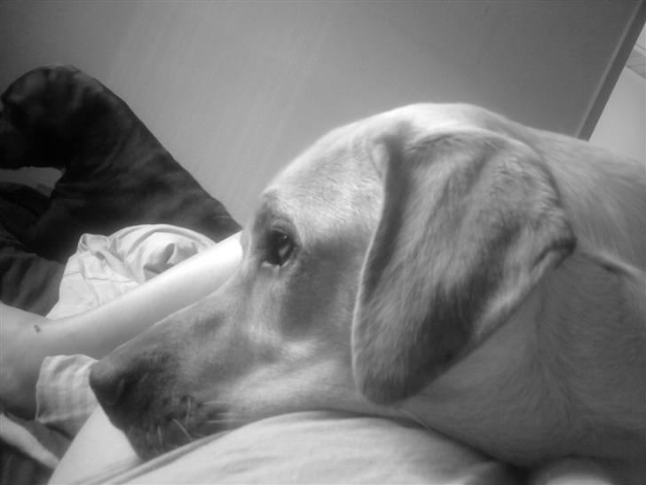 Labrador retriever Dumle billede 9