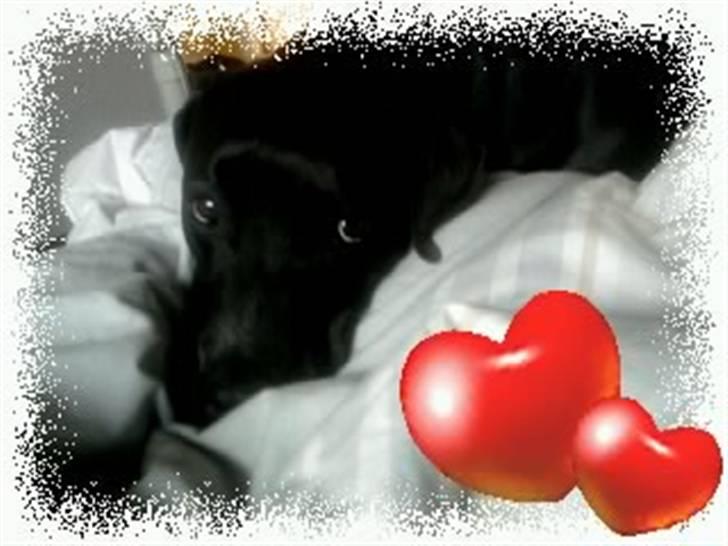 Blanding af racer Sensi billede 16