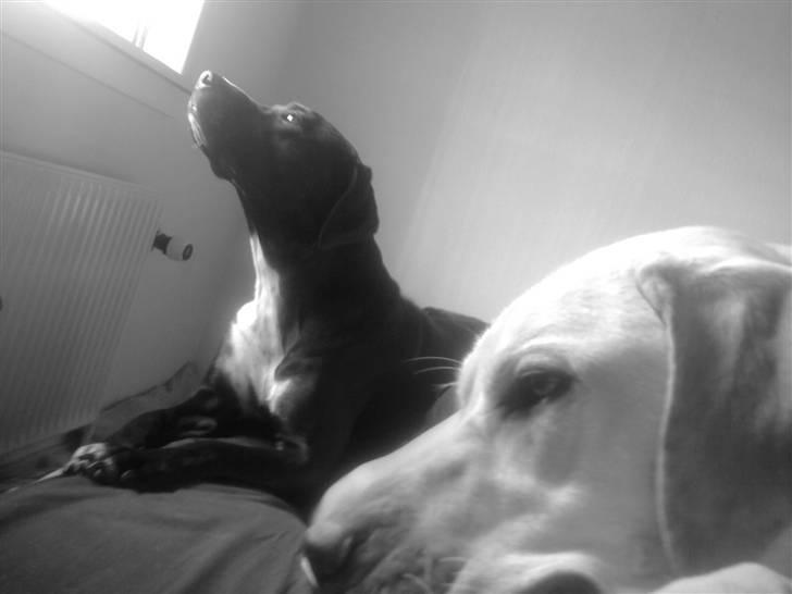 Blanding af racer Sensi billede 17