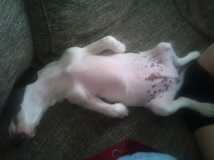 Blanding af racer Rocky - Vores egen lille grill kylling :-) billede 5