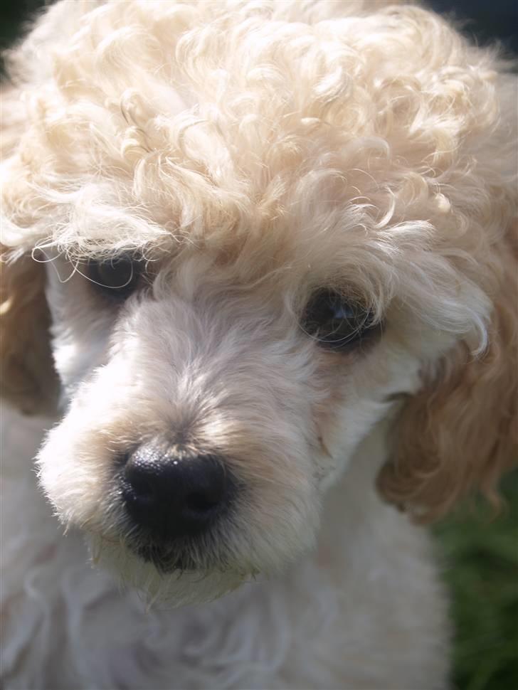 Blanding af racer Louie<3 - <3 billede 8