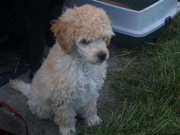 Blanding af racer Louie<3 billede 9