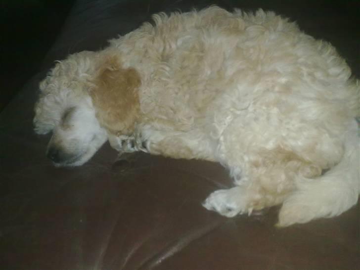 Blanding af racer Louie<3 billede 10