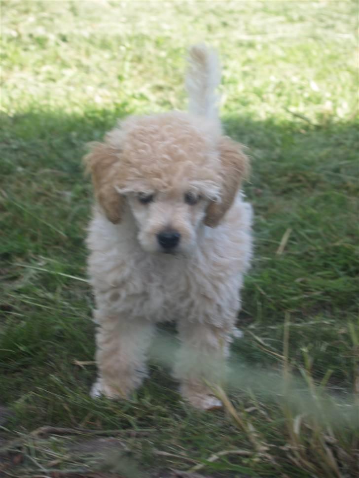 Blanding af racer Louie<3 billede 11