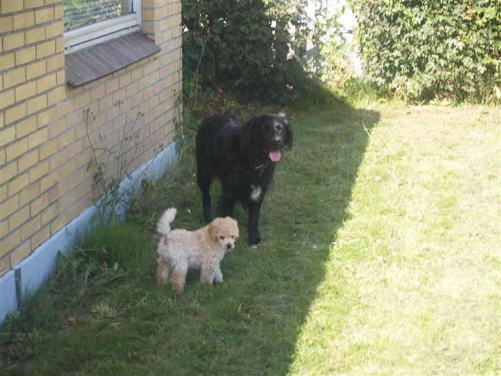 Blanding af racer Louie<3 billede 12