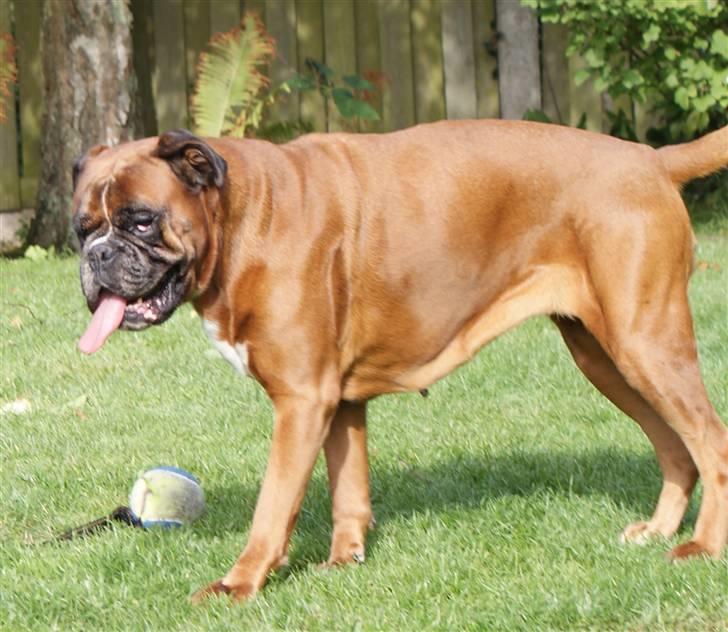 Boxer Verona ( Fie )  ( RIP 10. jan. 2011) - Sommer 2009 ( 9 år ) billede 21