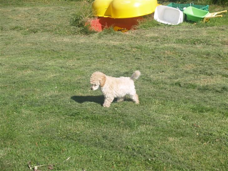 Blanding af racer Louie<3 billede 13