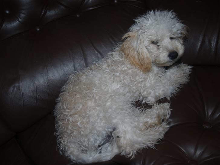 Blanding af racer Louie<3 billede 14