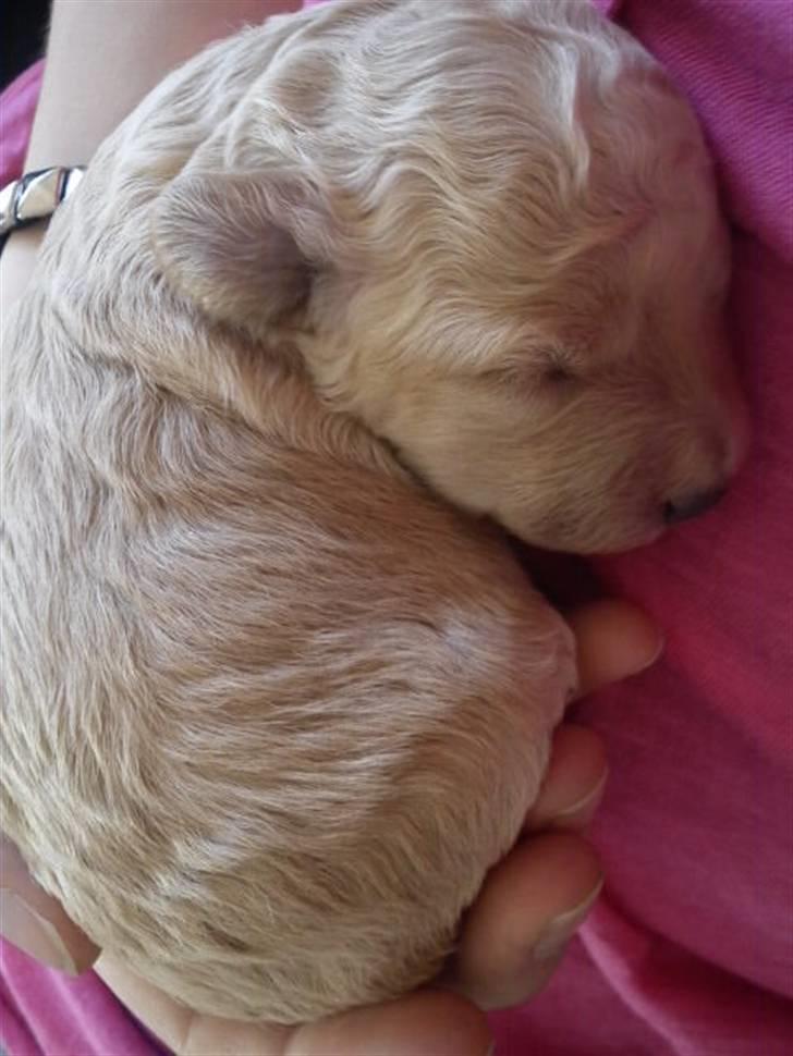 Blanding af racer Louie<3 - Louie da han var helt lille :D billede 15