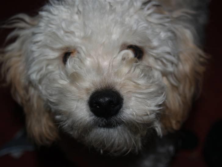 Blanding af racer Louie<3 - <3 billede 16