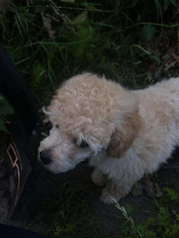 Blanding af racer Louie<3 billede 17