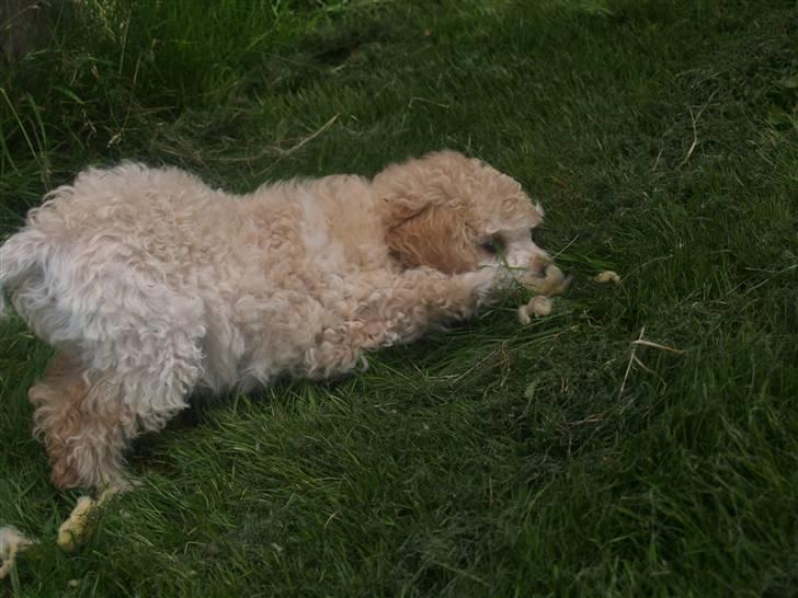 Blanding af racer Louie<3 billede 18