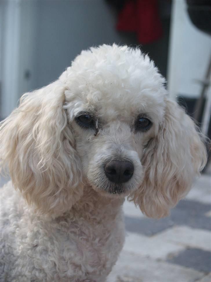 Blanding af racer Louie<3 - Louie´s Mor Freja:D billede 19