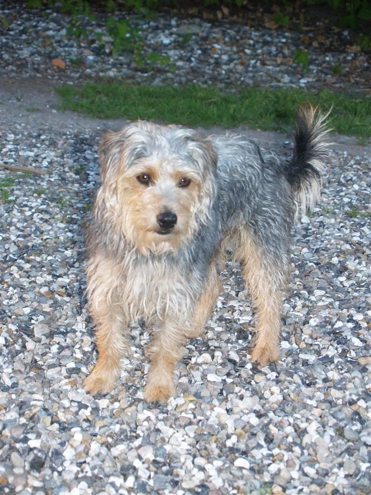 Blanding af racer Louie<3 - Louie´s Far Trofast:D billede 20