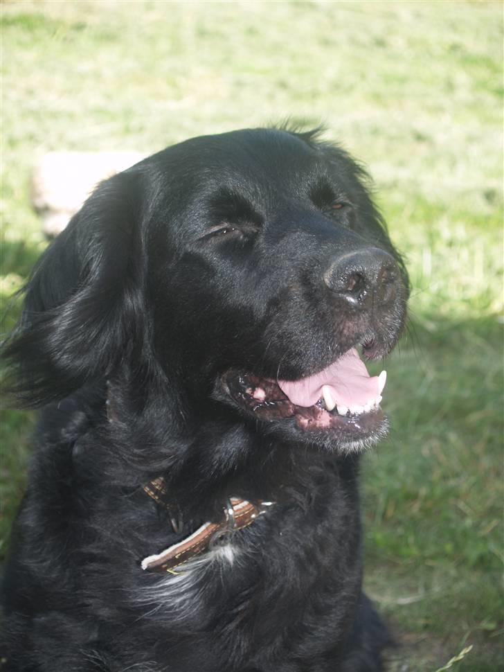 Flat coated retriever Mollie billede 11