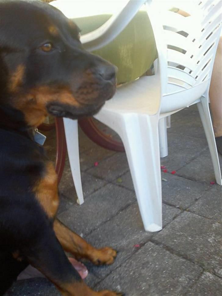 Rottweiler Kayla † billede 19