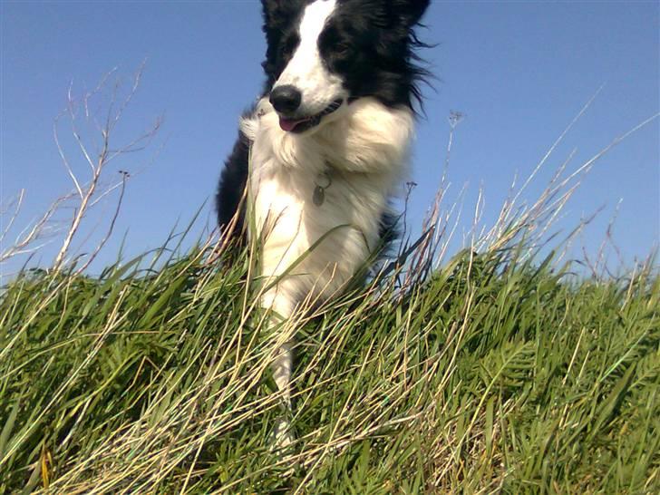 Border collie Filla billede 20