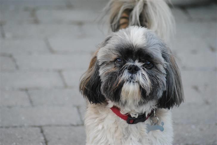 Shih tzu Taybes Faust  billede 8