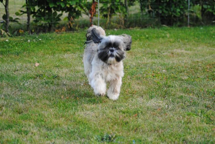 Shih tzu Taybes Faust  billede 9