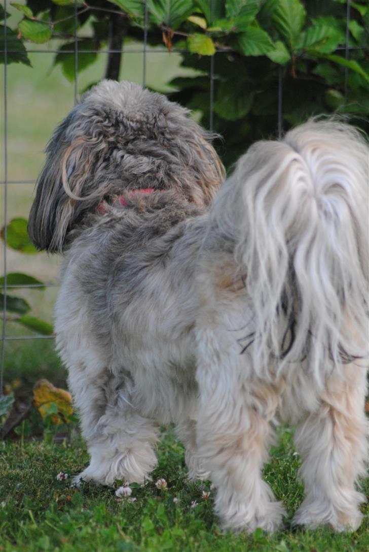 Shih tzu Taybes Faust  billede 10