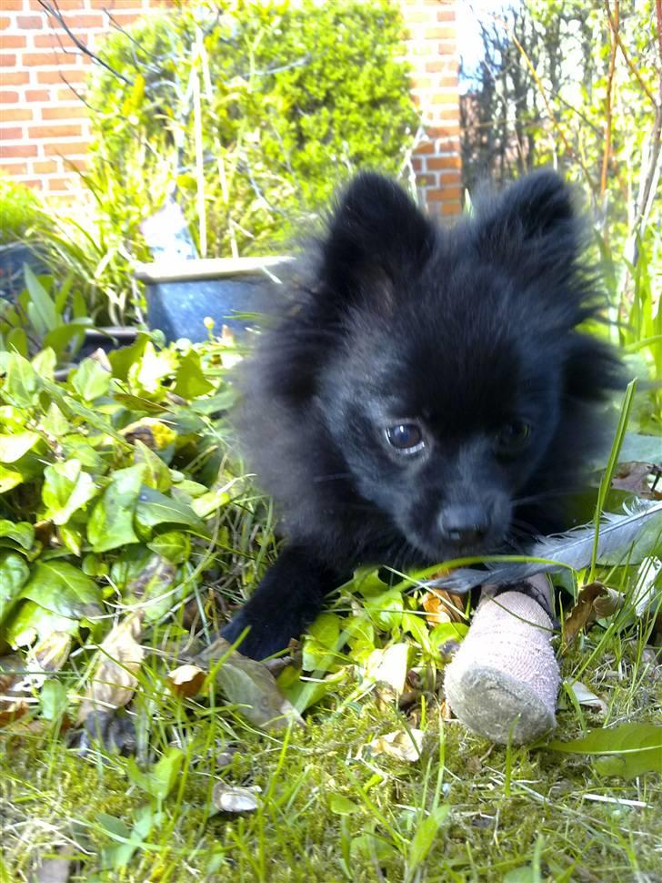 Pomeranian Timon - da timon havde brækket pote.. den stakkel billede 10