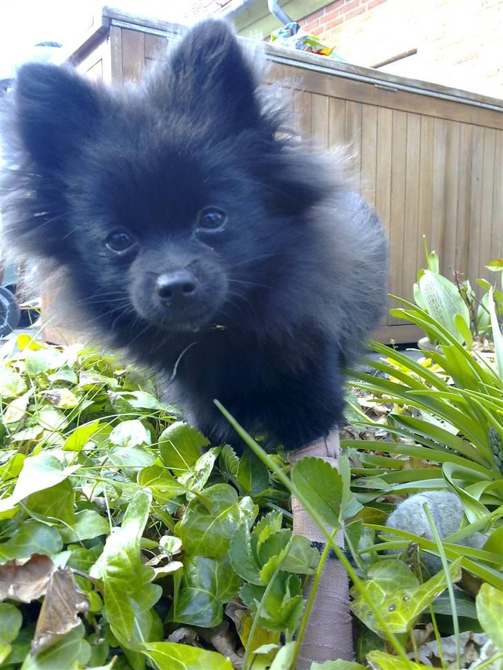 Pomeranian Timon - da timon havde brækket pote.. den stakkel billede 11