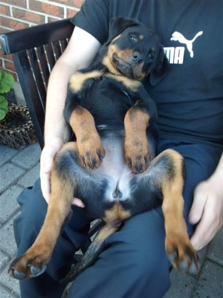 Rottweiler Kakestto's Fibie (05/05-10 - 03/09-14) - 11½ uge - nyder livet som skødehund i fars arme... Er livet ik skønt billede 11