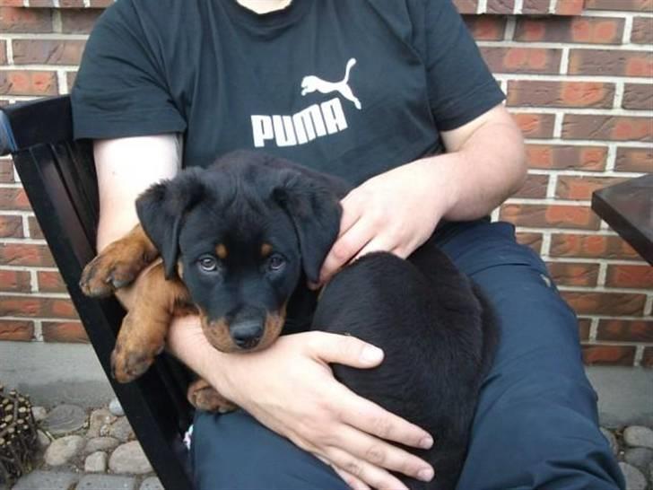 Rottweiler Kakestto's Fibie (05/05-10 - 03/09-14) - Tager du nu billeder igen! billede 12