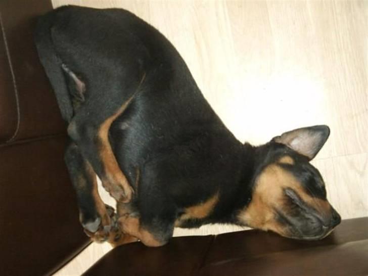 Rottweiler Kakestto's Fibie (05/05-10 - 03/09-14) - Sådan kan man også sove! billede 13