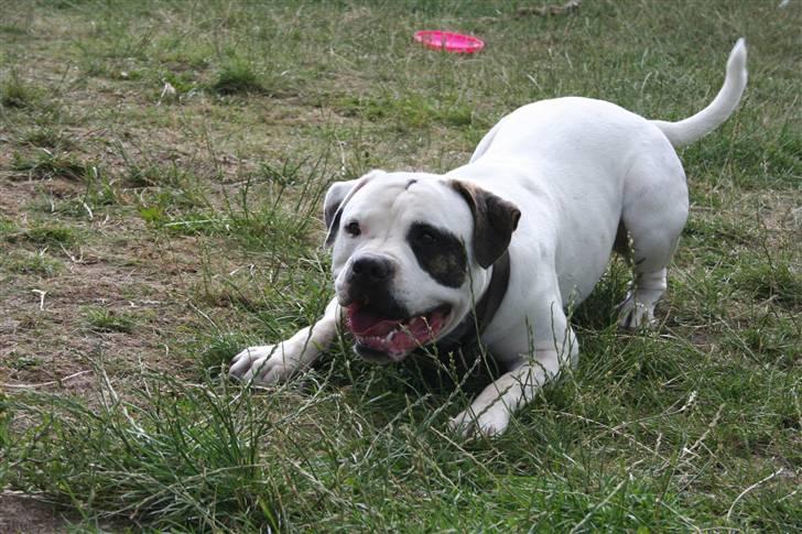 Amerikansk bulldog BAB´s Barny - nu kommer jeg og tager dig billede 10