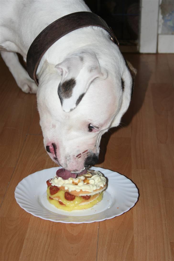 Amerikansk bulldog BAB´s Barny - tillykke min dreng med dit første år (mums det smagtr godt mor) billede 11