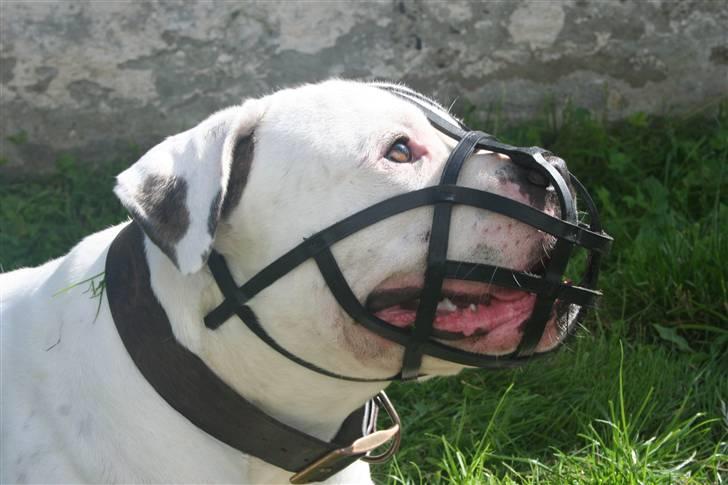 Amerikansk bulldog BAB´s Barny billede 15