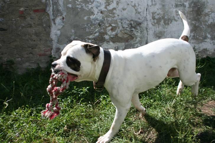 Amerikansk bulldog BAB´s Barny billede 16