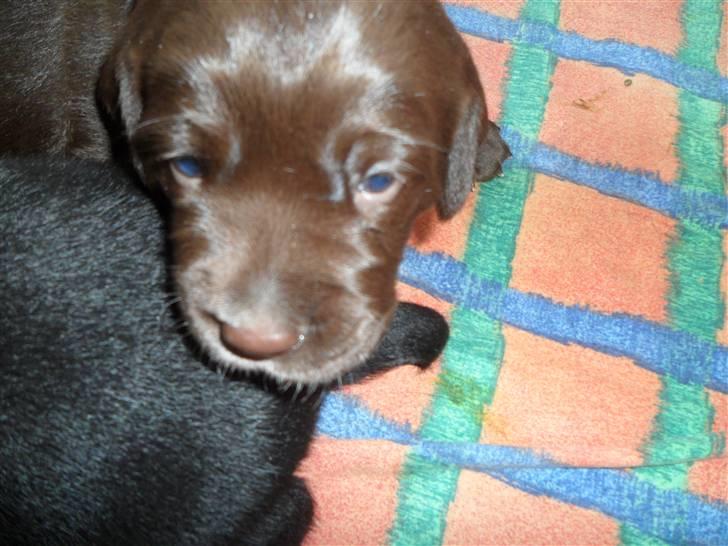 Labrador retriever Thor billede 7