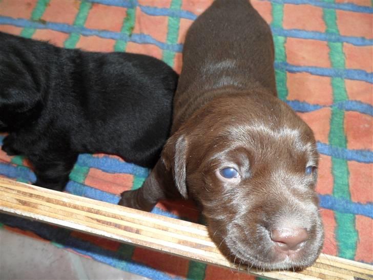 Labrador retriever Thor billede 8