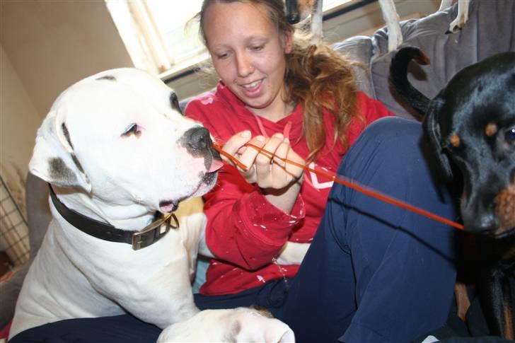 Amerikansk bulldog BAB´s Barny - leger lady og vagebundt med min bedsre ven molly billede 17