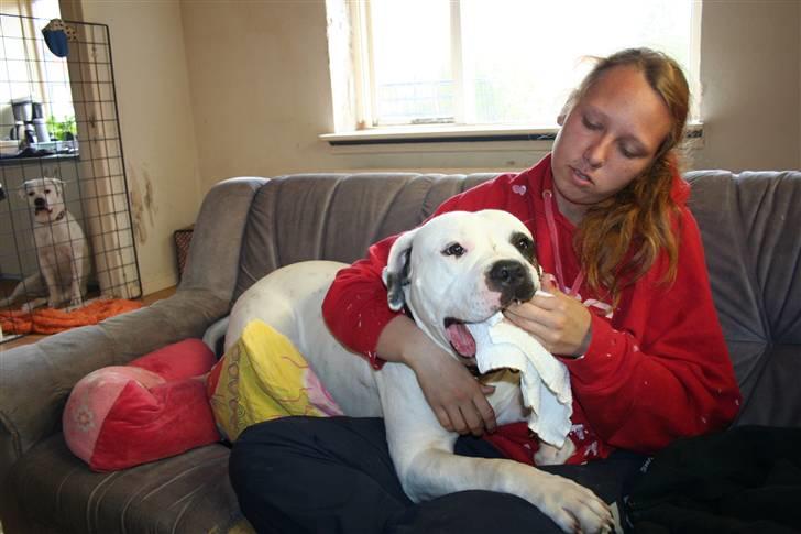 Amerikansk bulldog BAB´s Barny - diana syndes jeg savler så får lige tøret mund billede 18