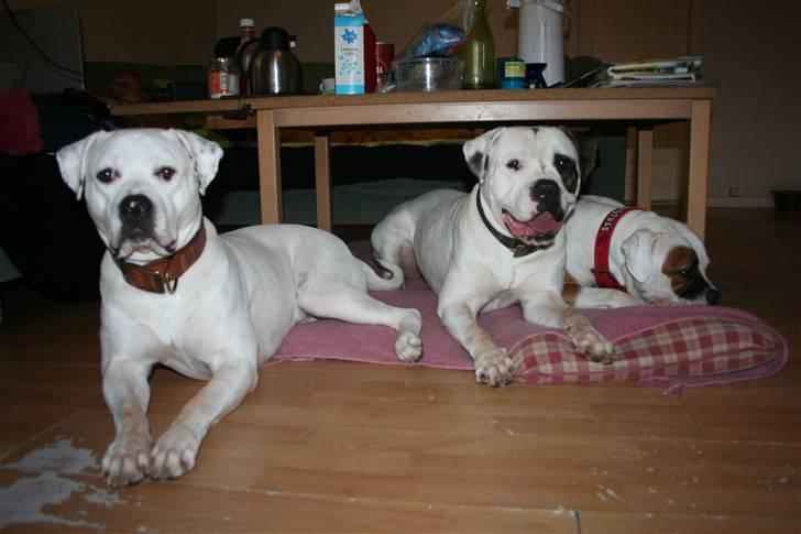 Amerikansk bulldog BAB´s Barny billede 19