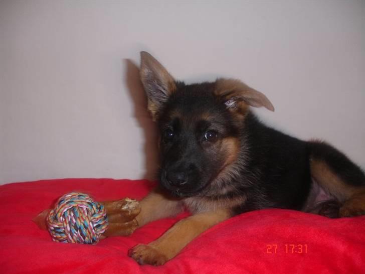 Schæferhund Isla billede 1