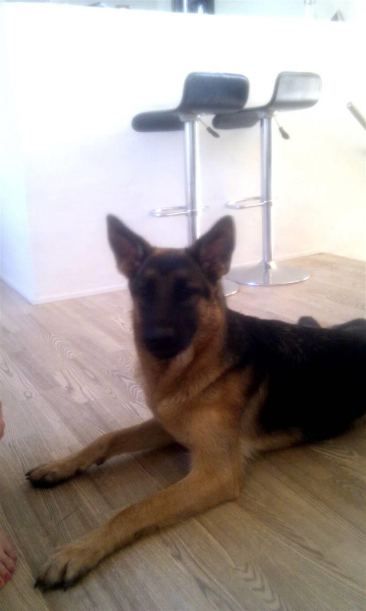 Schæferhund Isla billede 2