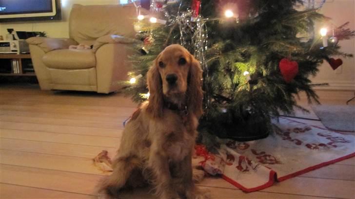 Cocker spaniel Cindy - Cindy Jule aften :) 2010 Foto: Mig billede 4