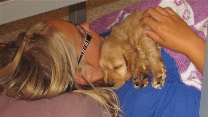 Cocker spaniel Cindy - første dag i det nye hjem :)hun snuppede lige en lille lur hos mig :)  Foto: Mig billede 6