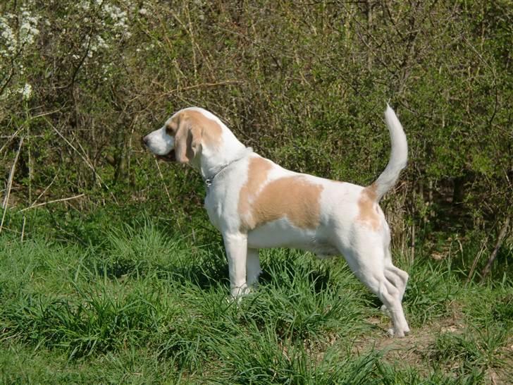 Beagle Sopwith Camel ´s Tyson  - Lige vågnet :) billede 1