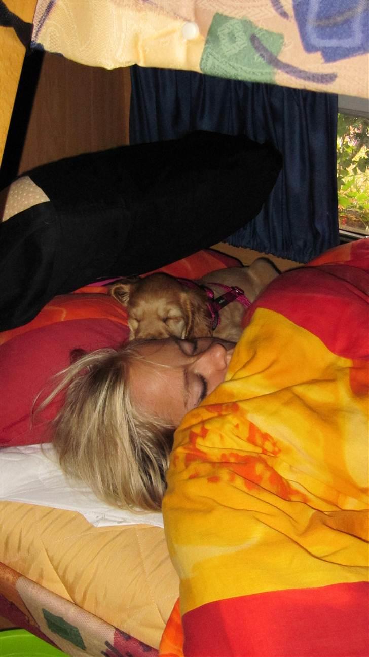 Cocker spaniel Cindy - det er dejligt at være på camping, men det er bedst når man putter i sengen :D billede 9