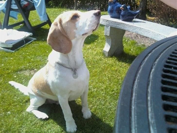 Beagle Sopwith Camel ´s Tyson  - Han gør alt for mad :) billede 3