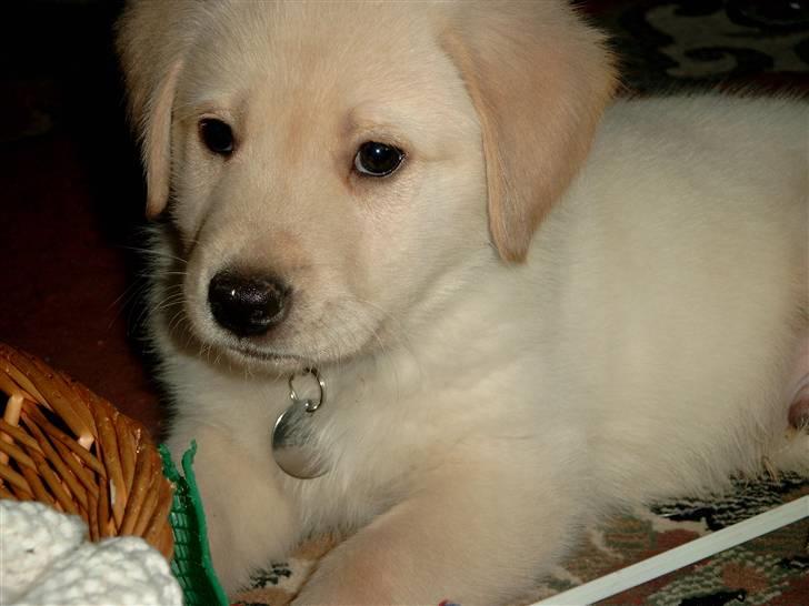 Blanding af racer Bølle billede 1