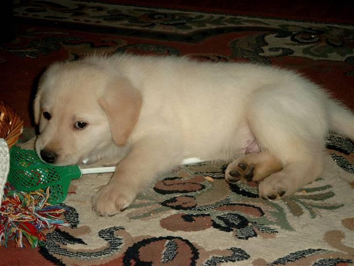 Blanding af racer Bølle billede 2