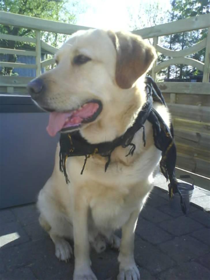 Blanding af racer Bølle billede 4